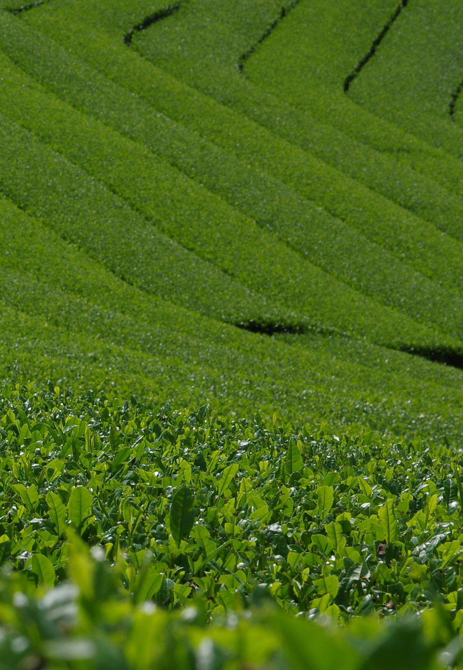Teefeld in Yame, Kyushu 