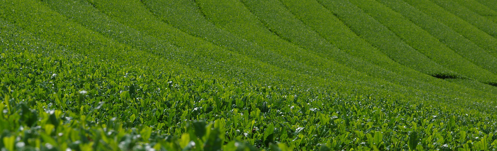 Teefeld in Yame, Kyushu 